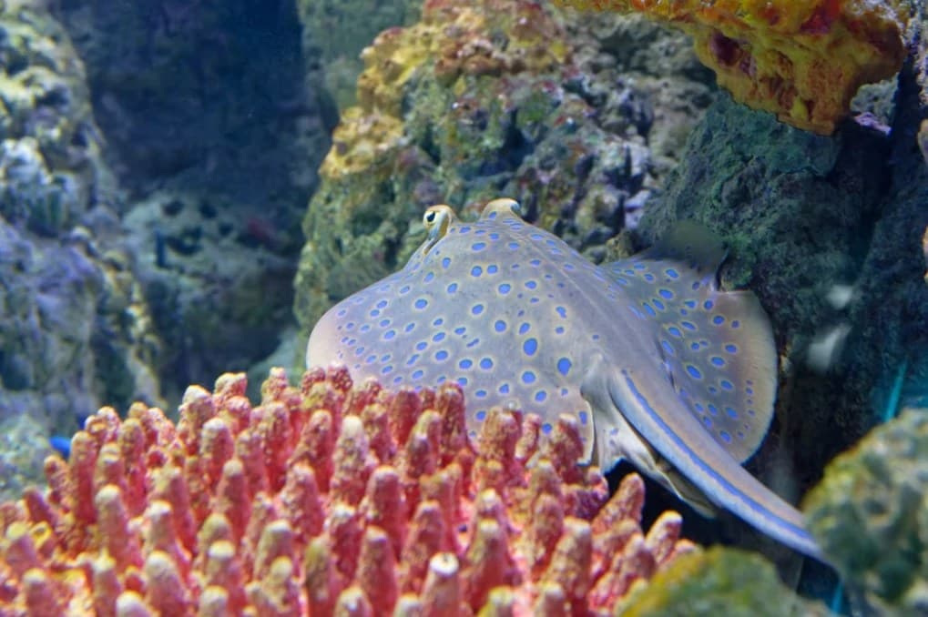 Pisică de mare cu pete albastre odihnindu-se lângă corali